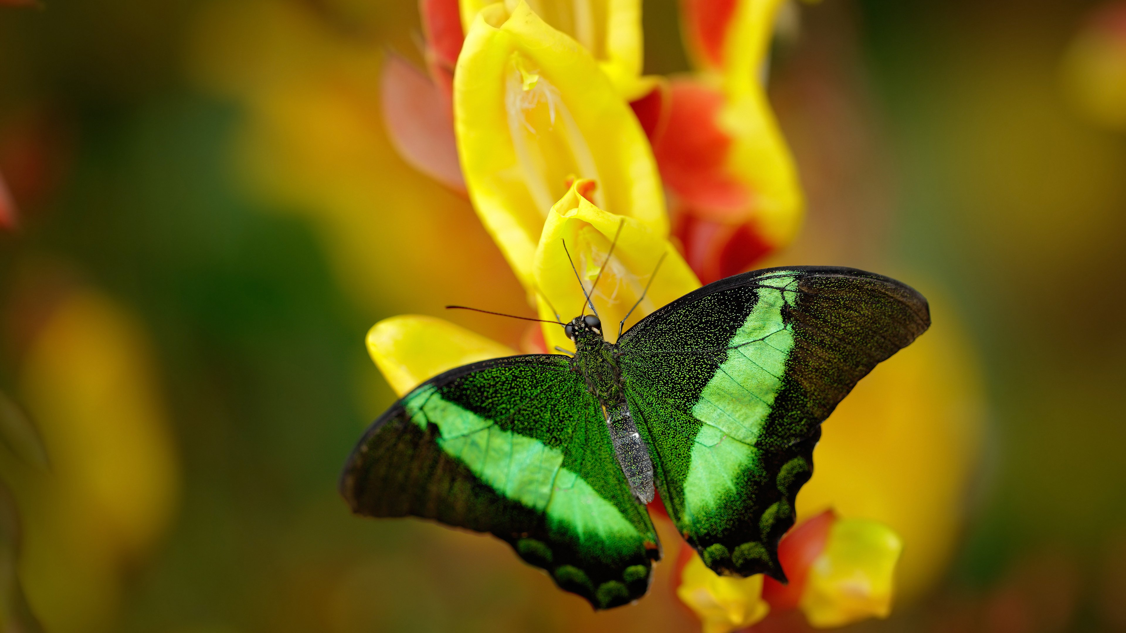Kaiyun官方登录入口-中小学体育教师教学方法多样化实践，中小学体育教师教学的主要问题