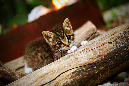 开云·体育官网APP下载-全运会田径项目连续刷新纪录，全运会田径项目连续刷新纪录是多少