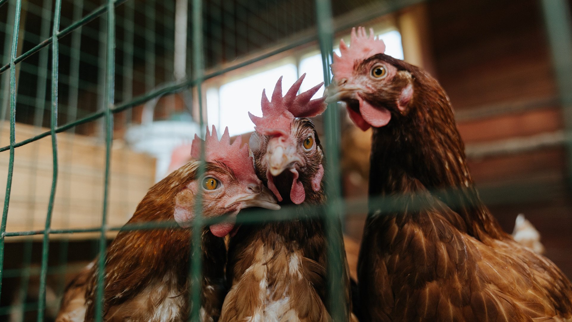 开云·体育官网-法甲VAR系统语义处理模块提升判罚透明度