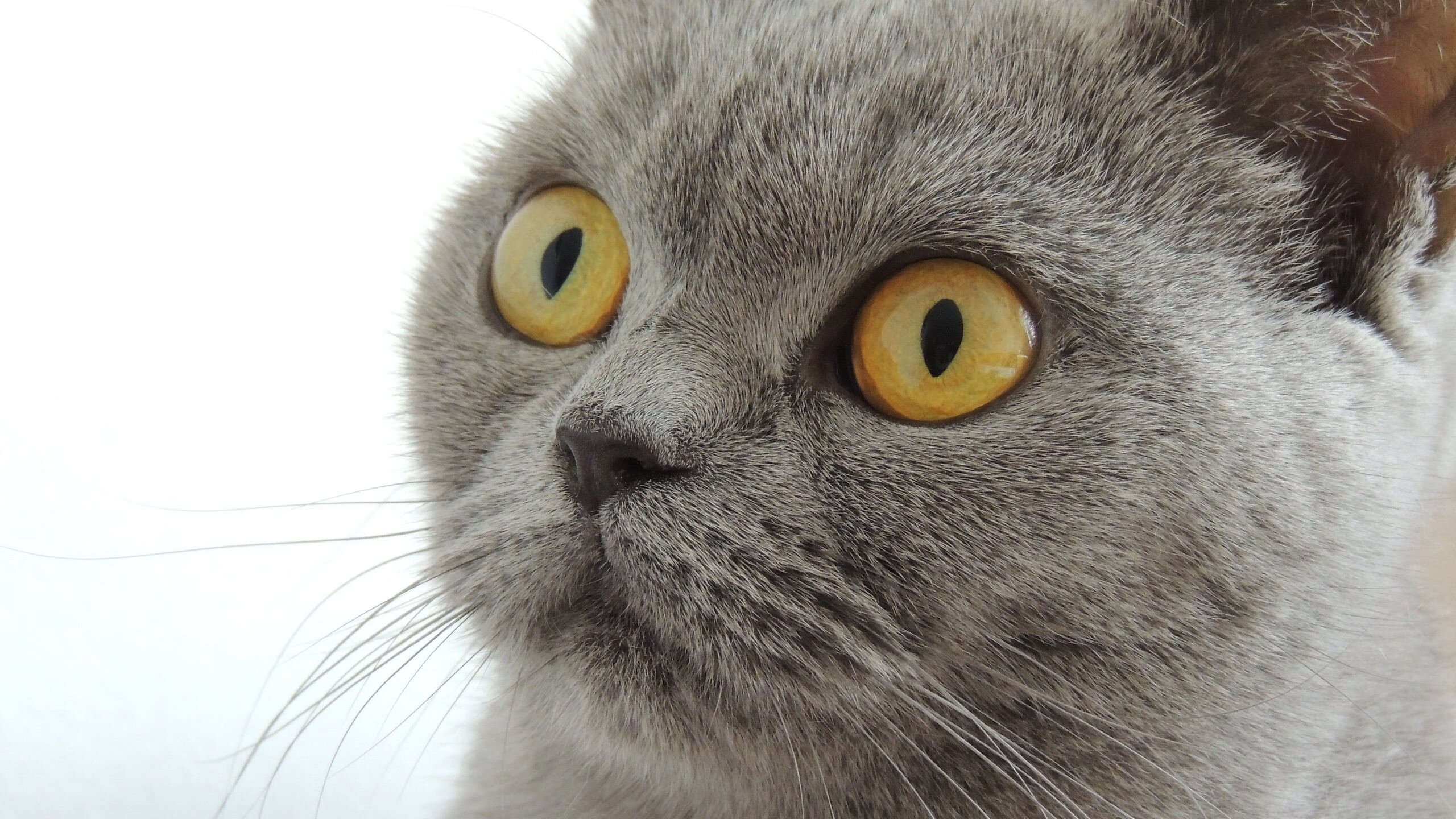 KAIYUN 中国大陆-PSG防守强硬，海湾者进攻受限