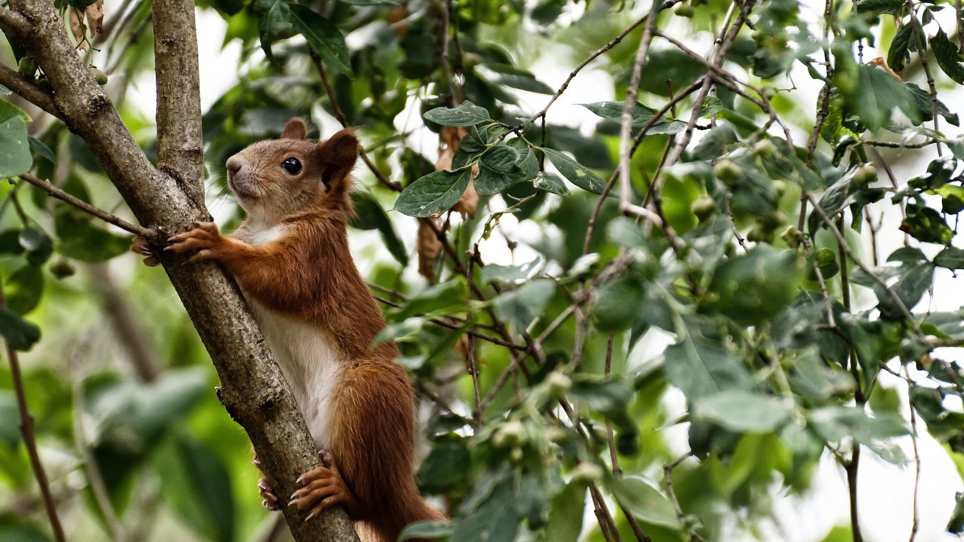 开云入口-雷恩三中卫结构稳定保障后场安全，雷恩是谁