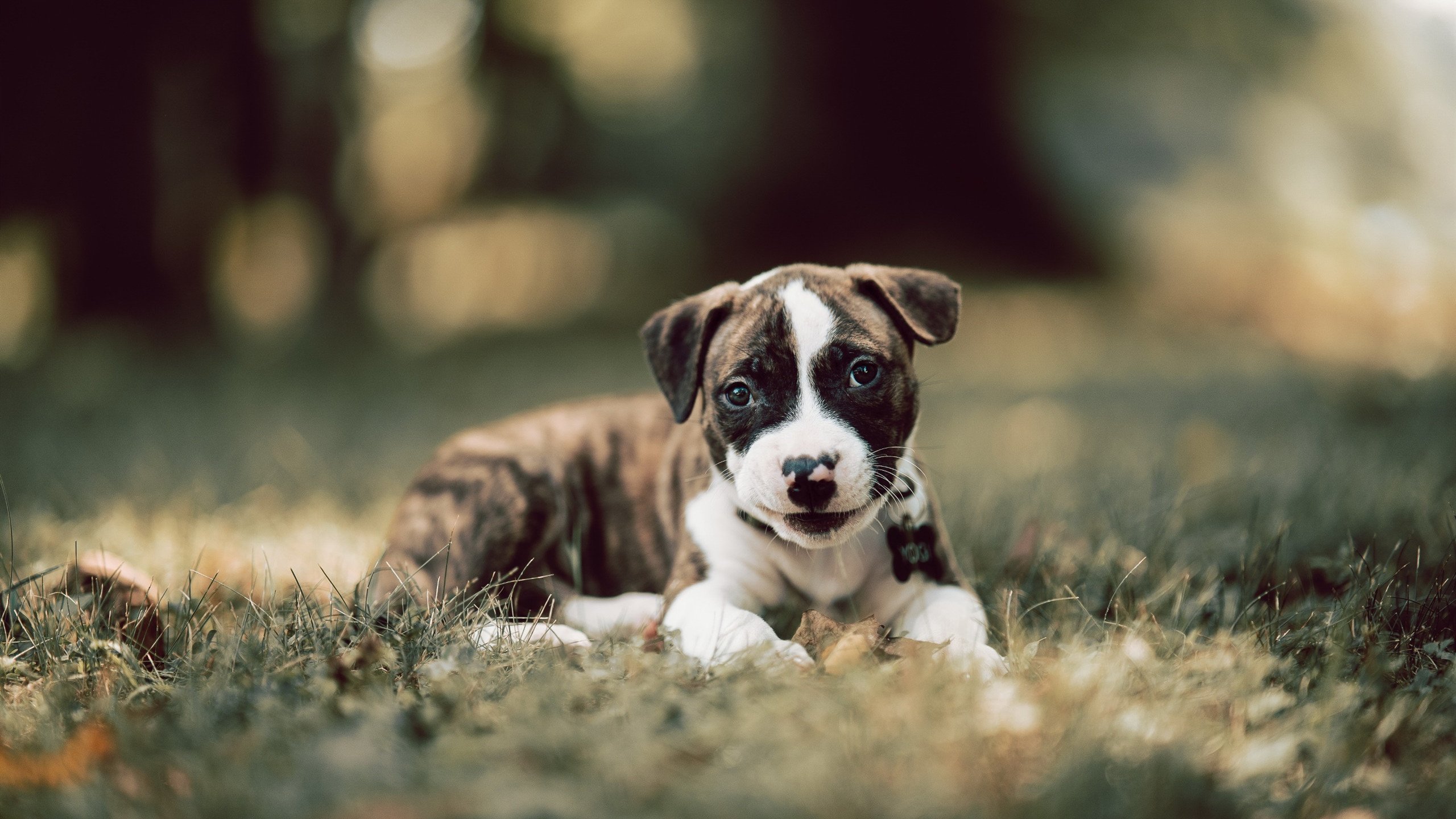 开云体育-丁俊晖直播讲解母球控制技术要领，丁俊晖母亲是哪里人