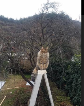 开云网页版登录入口-中国足球青训引入VR辅助技能训练技术，中国足球青训模式