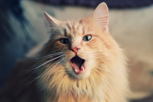 开云网页版-乌干达女篮在非洲锦标赛中持续努力，期待创新佳绩，乌干达女子精英联赛