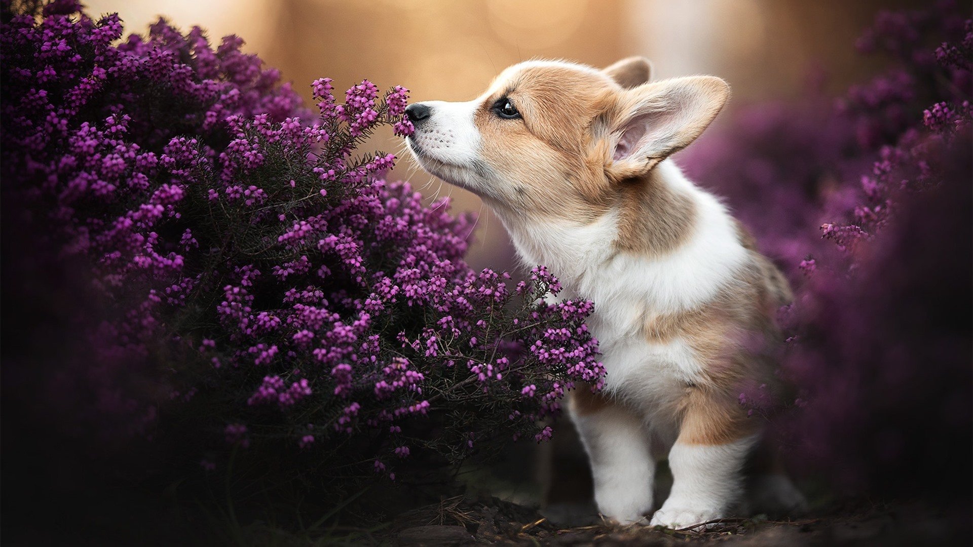 开云官方网站-佩拉卡尼完成蝶泳挑战展多面实力,卡佩拉mvp