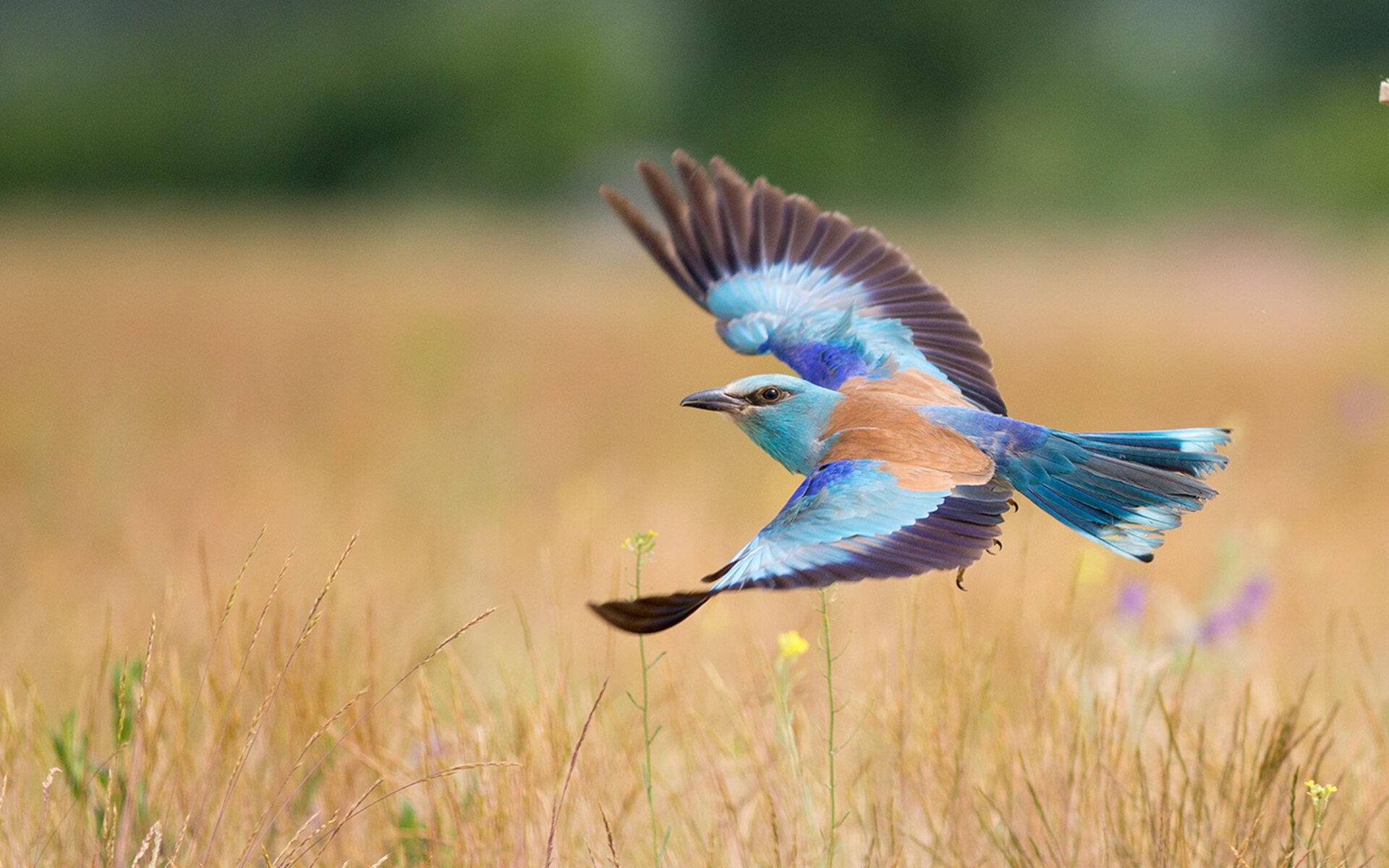 开云官方网站-德甲联赛的最新裁判判罚技术,德甲现场