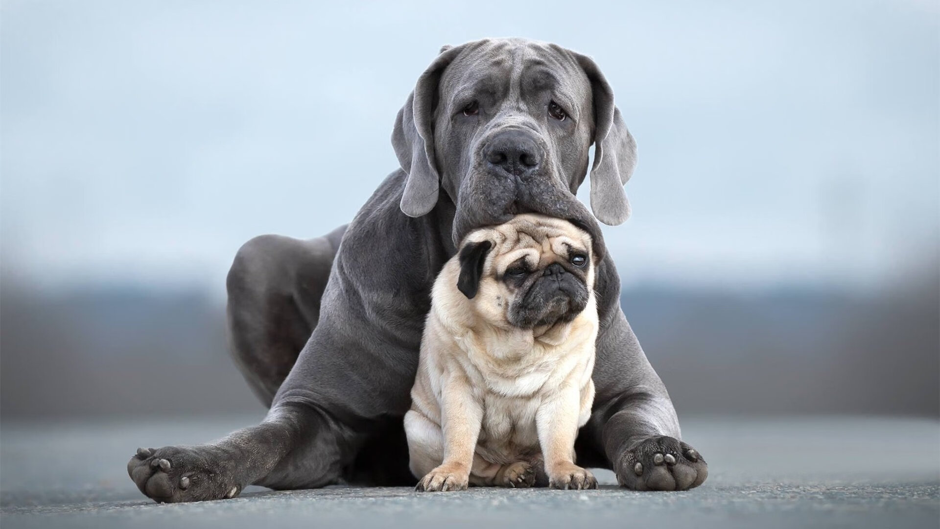 开云网页版-未来足球赛场将采用全息投影技术,创造沉浸式观赛体验,足球全景