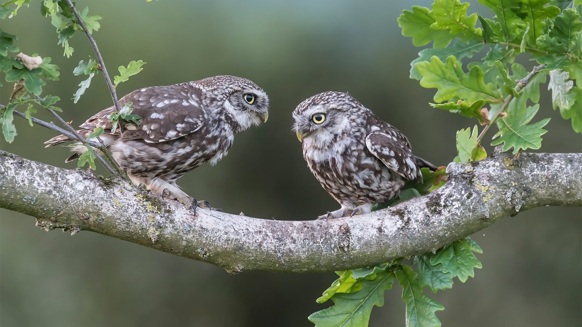 开云官网-线上足球知识竞赛吸引大量青少年参与,普及足球知识,线上足球活动