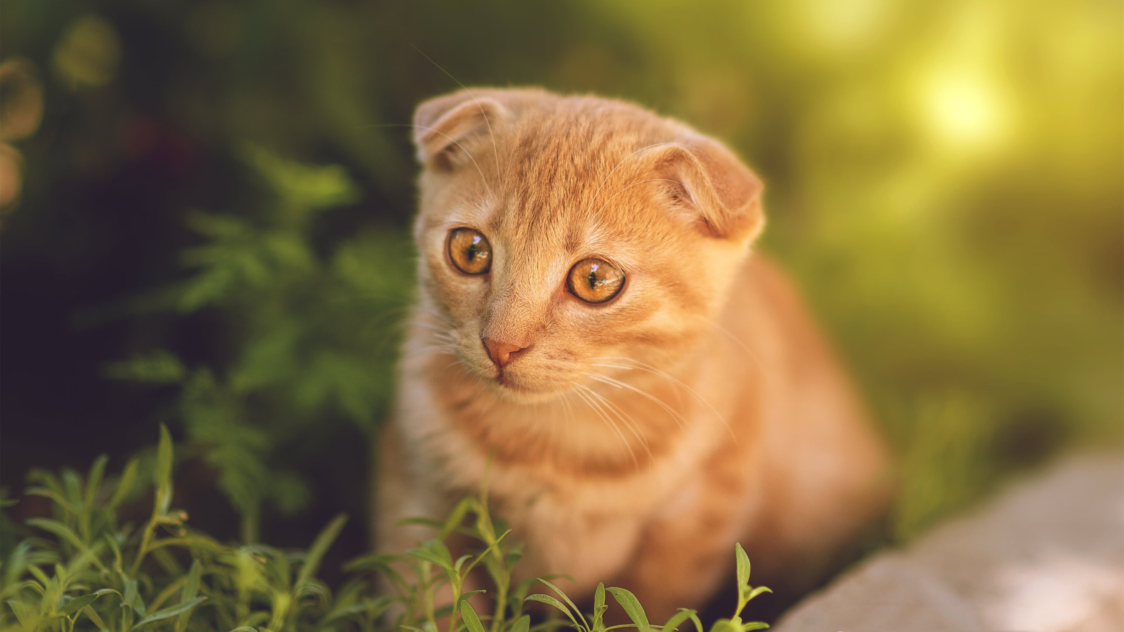 开云网页版登录入口-英超冠军争夺战：激烈拼搏，悬念不断！，英超冠军2020-2021