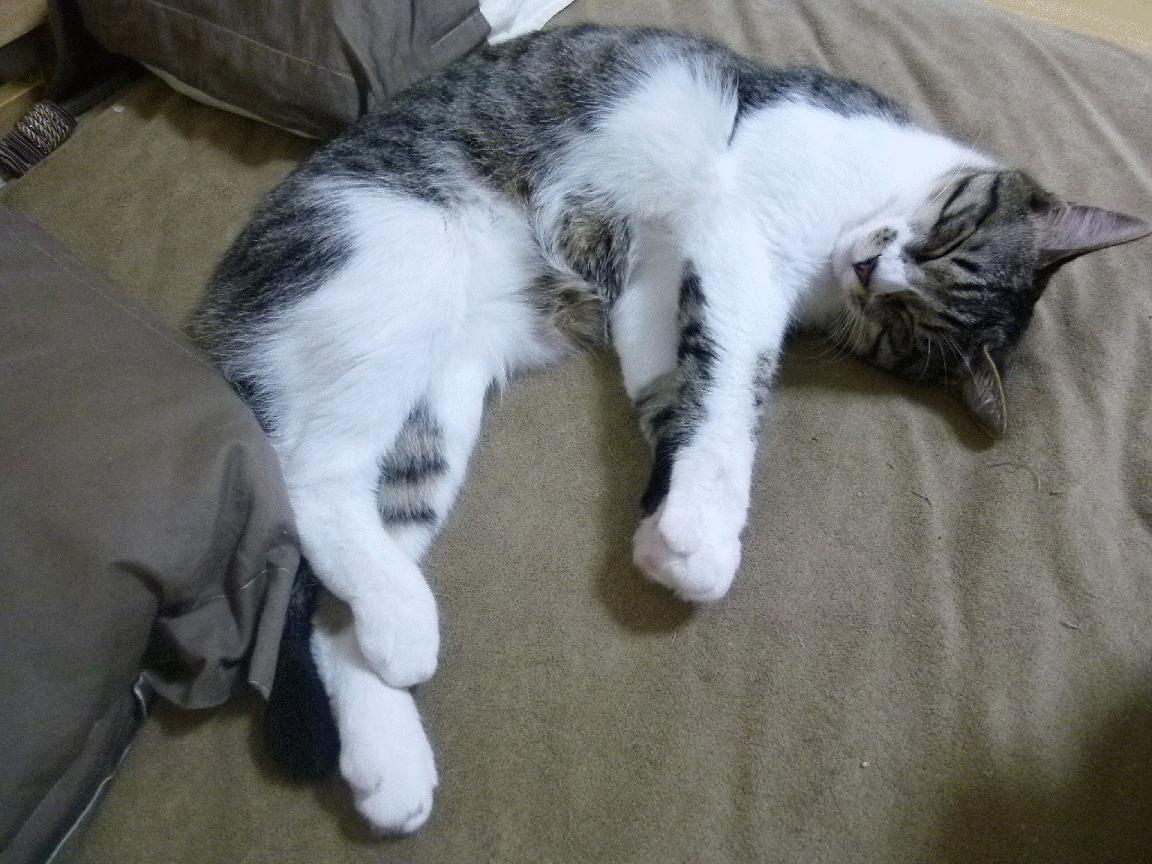 开云网页版登录入口-11月4日,足球经理26空降,老存档直接带走!,足球经理最新