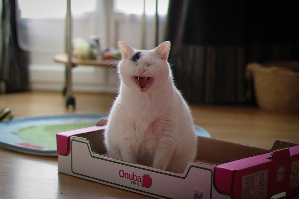 开云网页版登录入口-20年磨砺,广厦如何打造CBA冠军阵容?,cba广厦队阵容