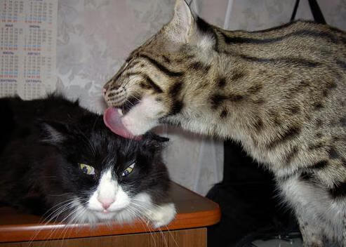 开云体育-中国篮球联赛赛场观众动员与社区参与活动案例,篮球比赛观众体验和参与的重要性 第1张 开云体育-中国篮球联赛赛场观众动员与社区参与活动案例,篮球比赛观众体验和参与的重要性 第1张